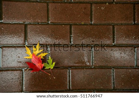Yellow, red and green autumn leaves on the wet asphalt, tile