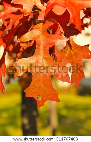 Maple leaves out focused / Maple leaves