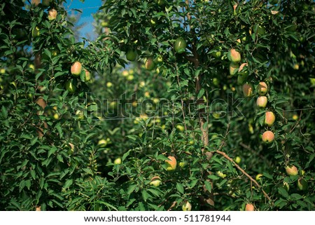 Green Apple,Apple Garden, Nature photography