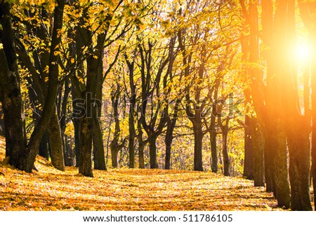 Colorful foliage in the autumn park. Nature