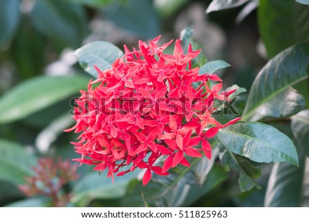 Ixora flower.Red spike flower. King Ixora blooming