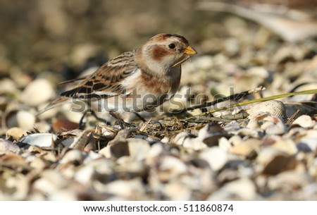 A beautiful Snow Bunting (Plectrophenax nivalis) searching for seeds and insects along the shoreline in the UK.