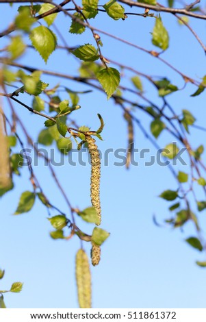  photographed close-up of a young birch tree green leaves on the background blue sky