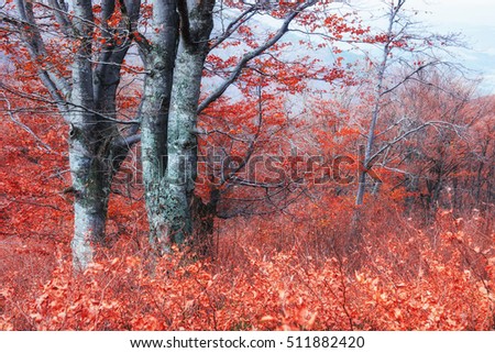 Autumn in the Carpathians. Fantastic views in October. The magical combination of flowers, frost, frost and drawing branches. Ukraine, Europe.