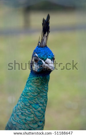 Beautiful spread of a peacock.