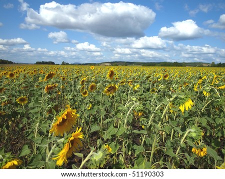 Sunflower's field under blue sky