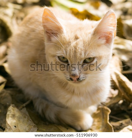 Cute cat or kitten pet with ginger colored coat lies on sunny day on yellow autumn leaves