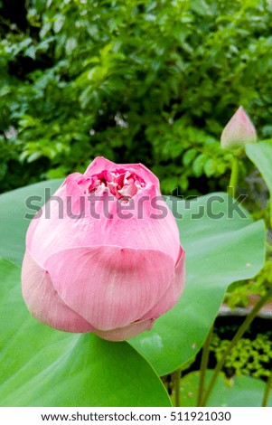Pink Lotus flower beautiful
