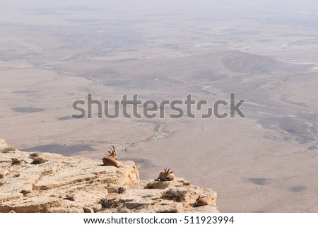 Capra ibex in the negev desert, Israel