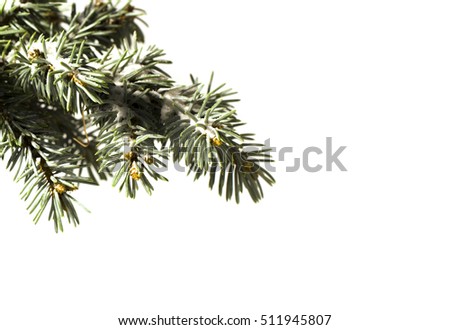 Green Coniferous  tree pine branch sprinkled with snow isolated on  white background. Concept corner frame for Christmas or New Year congratulations blank card.