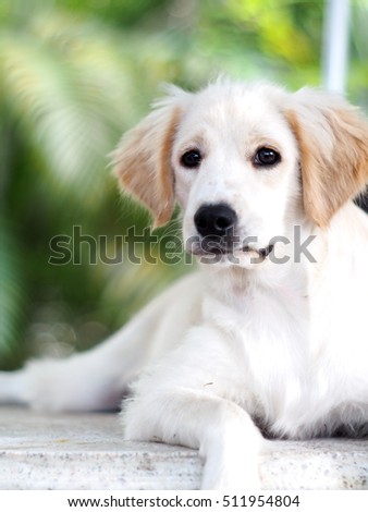 lovely funny white cute fat compact size puppy dog close up makes smiling face and eyes under natural sunlight and green environment soft blur garden background
