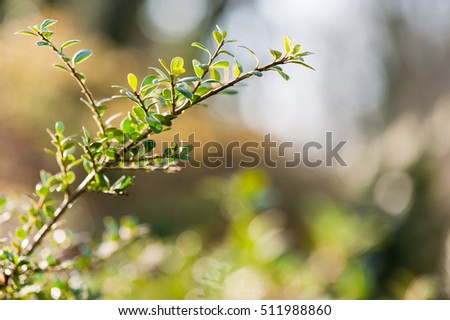 Green branch with leaves from the shrub with a beautiful background