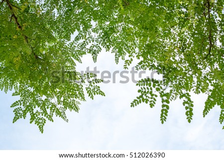 group of green leaf and sky,green leaf from garden
