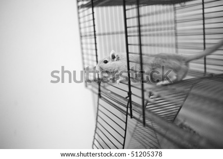 Gerbil climbing out of cage