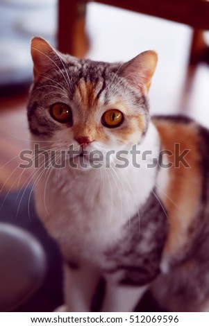 Close up of beautiful tabby cat looking with wonder in home, brown eyes, vintage style.