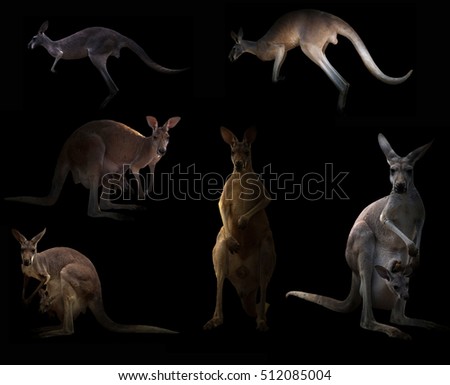 kangaroo hiding in the dark with spotlight