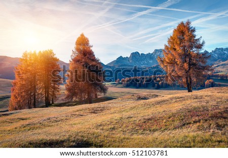 Incredible outdoor scene in Seiser Alm Highland (Alpe di Siusi) with beautiful yellow larch trees and Rosengarten mountain range on background, Dolomite Alps, Ortisei locattion, Italy, Europe. 