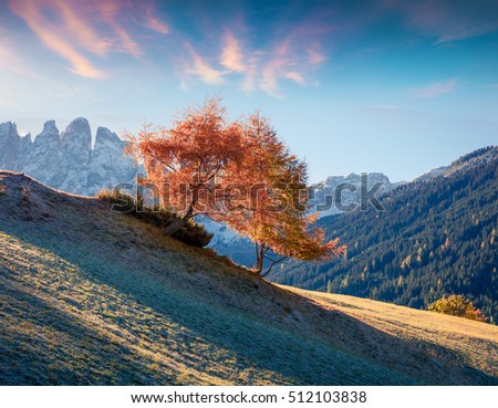 Lonely tree in Santa Maddalena village in front of the Geisler or Odle Dolomites Group. Colorful autumn sunrise in Dolomite Alps, Italy, Europe. Artistic style post processed photo.