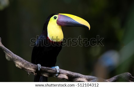 Portrait of a Chestnut Mandibled Toucan Costa Rica