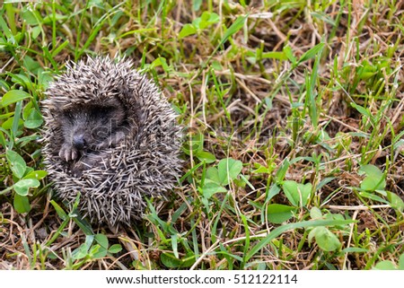 Photo Picture of an European Hedgehog Mammal Animal
