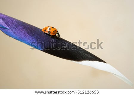 ladybug walking on a duck's feather