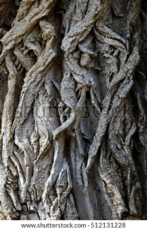 Texture, background, pattern. Bark of tree. Outside, above the timber, piece of trunks, stems and roots of woody plants.