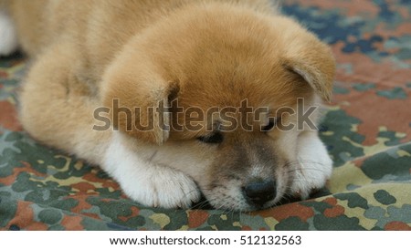 Puppy Akita Inu asleep