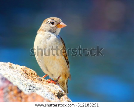 The female of a House Sparrow ( Passer domesticus ) on a bird table. Wildlife winter background. Picture with space for your text.