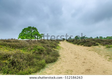 Moorland in the spring on a sunny day with a solitary oak tree filled with beautiful young green tree leaves and right a wide track and heavy cloud cover and rain clouds in the background