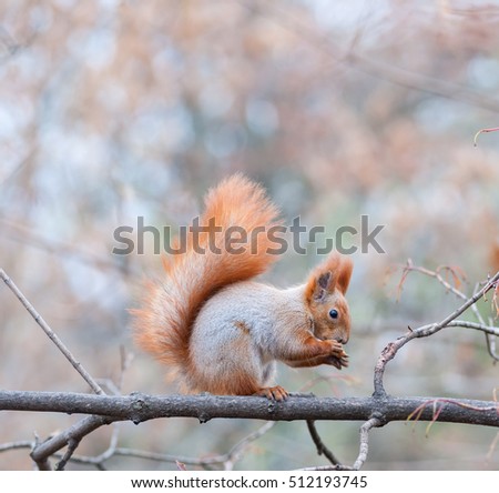 Hungry squirrel eating a nut
