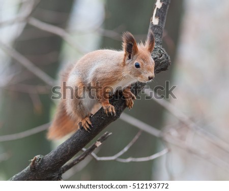 Squirrel jumps on the tree branch
