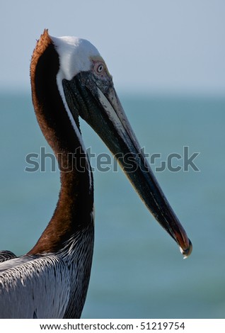 Detail of Pelican in Tampa bay.