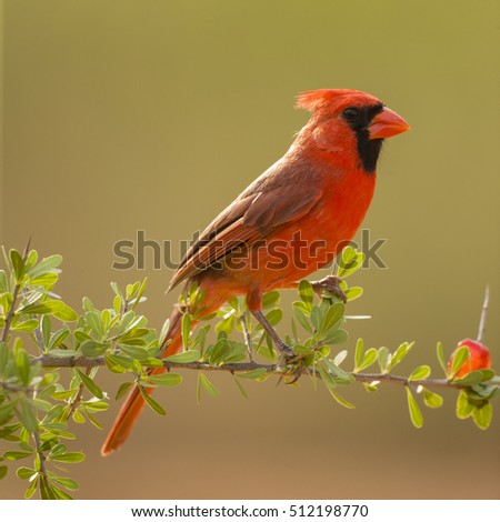 Northern Cardinal, Cardinalis cardinalis, near watering hole, South Texas, United States