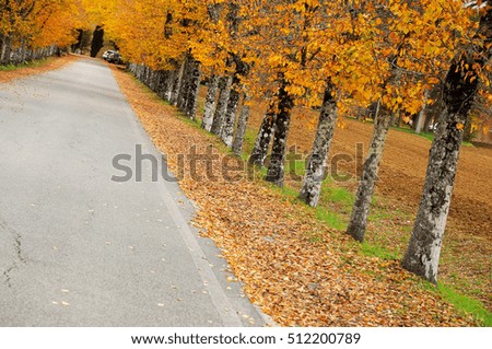 Autumn. Fall scene, Tuscany, Italy.