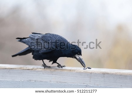 Crow is eating  seed in the park