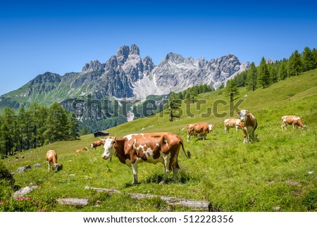 Cows on austrian alp, Salzburger Land, Austria Royalty-Free Stock Photo #512228356