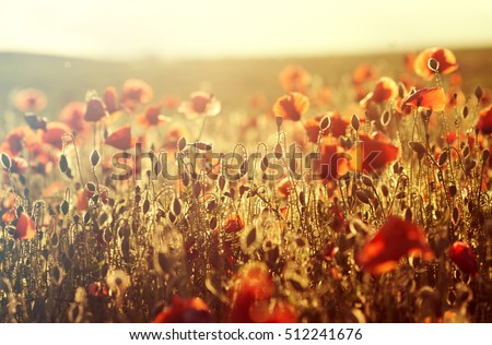 Poppies in the field - Remembrance Sunday background