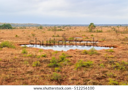 Autumn scenery of wetlands, Aukstumala bog