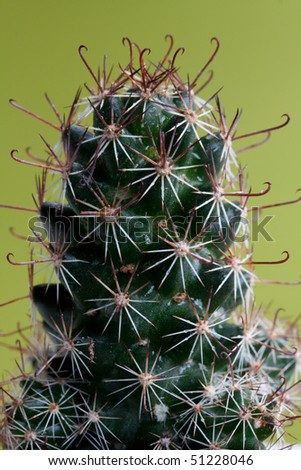 Wet cactus on green background