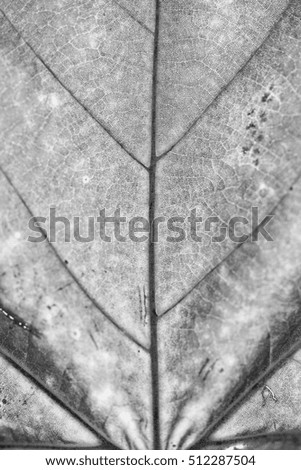Black and White photo of closeup texture of autumn leaves changing color during October - November for fall season,best natural view of nature,tree in forest and sky background