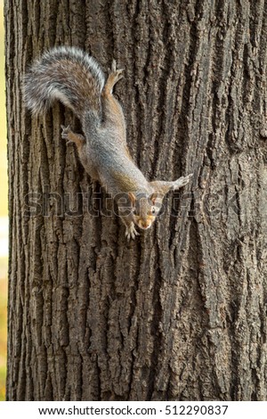 gray squirrel in the foreground eating peanut
