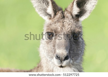 Portrait of an Eastern Grey kangaroo