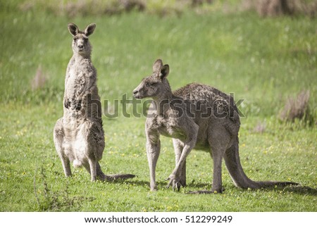 Two Eastern Grey Kangaroos grazing in a meadow