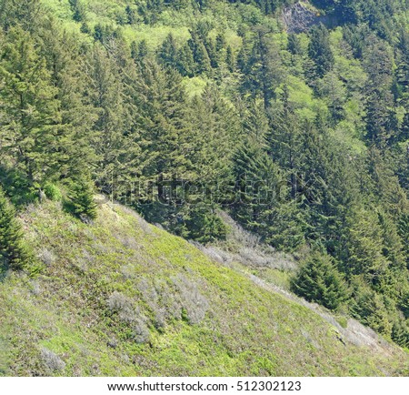 Conifer forests on coastal mountains along the Oregon coast                    