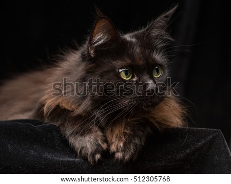 Studio Portrait of a beautiful Maine Coon Cat against Black Background. Can be used for Halloween.