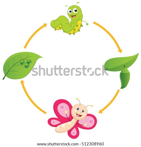 Vector Illustration of Cartoon Life Cycle of Butterfly