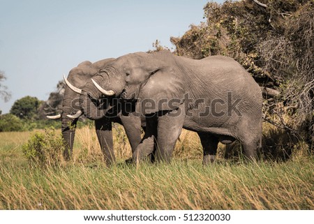 Elephants, Okavango Delta, Botswana