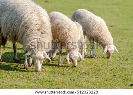 Young lambs and sheep lying and grazing in a pasture on the grand Dutch nature reserve: the Veluwe. The herd is used for Nature maintenance . Picture taken at spring
