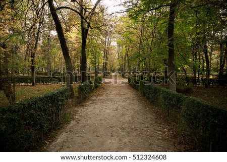 colorful peaceful path through the trees autumn