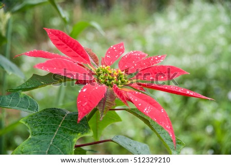 Big red flower of poinsettia growing in a garden. Beautiful background picture of flowers.